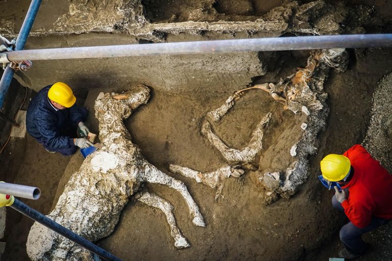 Pompeist leitud hobuste skeletid.