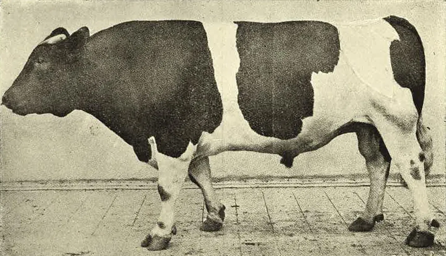 Loomad olid 1940. aastaks keskmiselt 500–550kilogrammise eluskaaluga, väiksemat kasvu, madalajalgsed, piisavalt tüsedad ja hää rinnasügavusega.