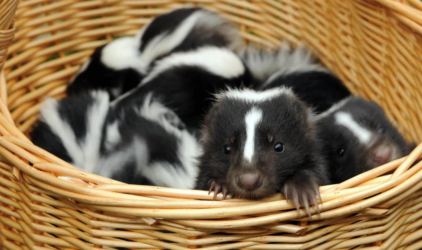 Skunk. Foto on illustreeriv.