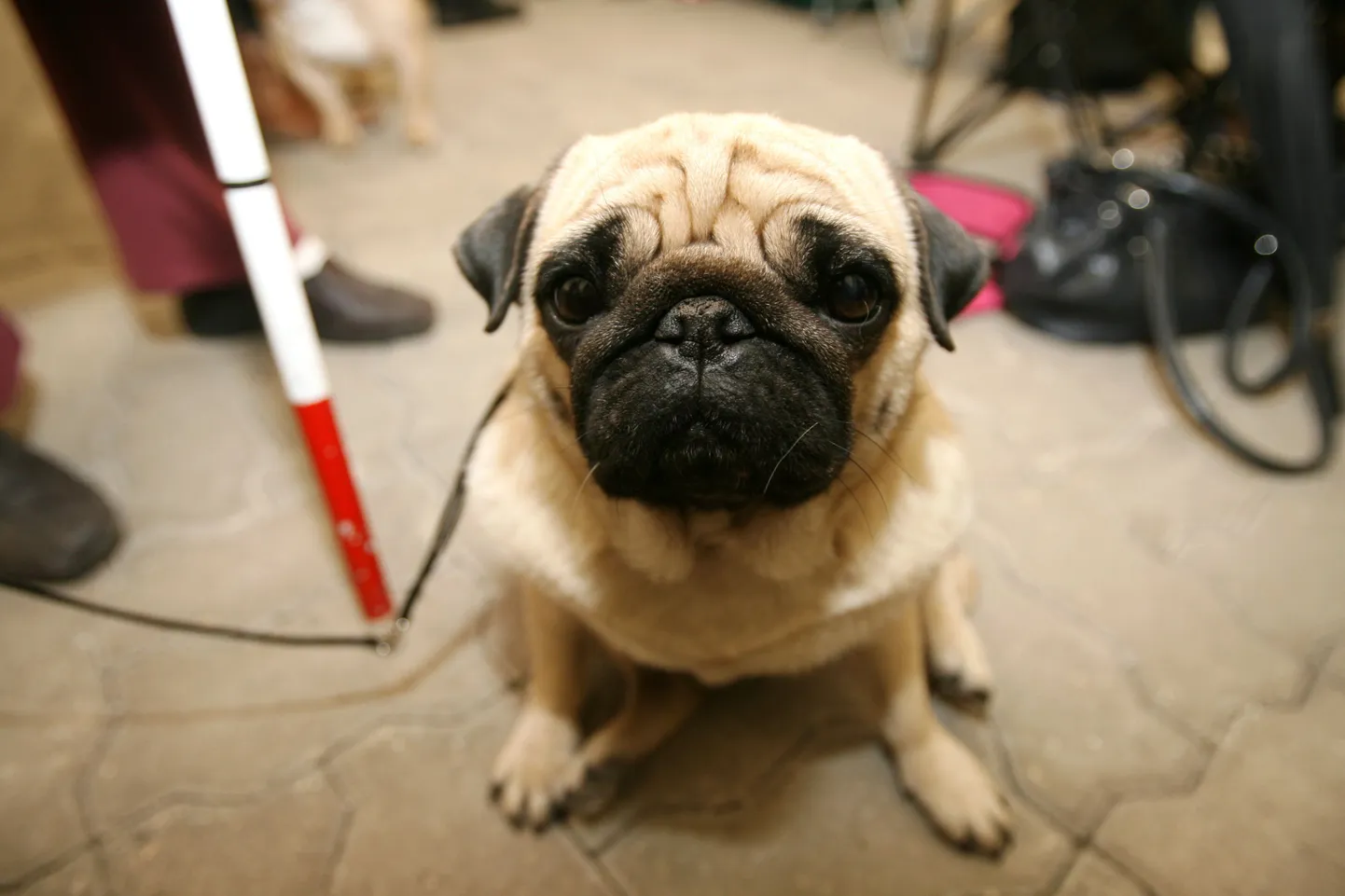 Mops.