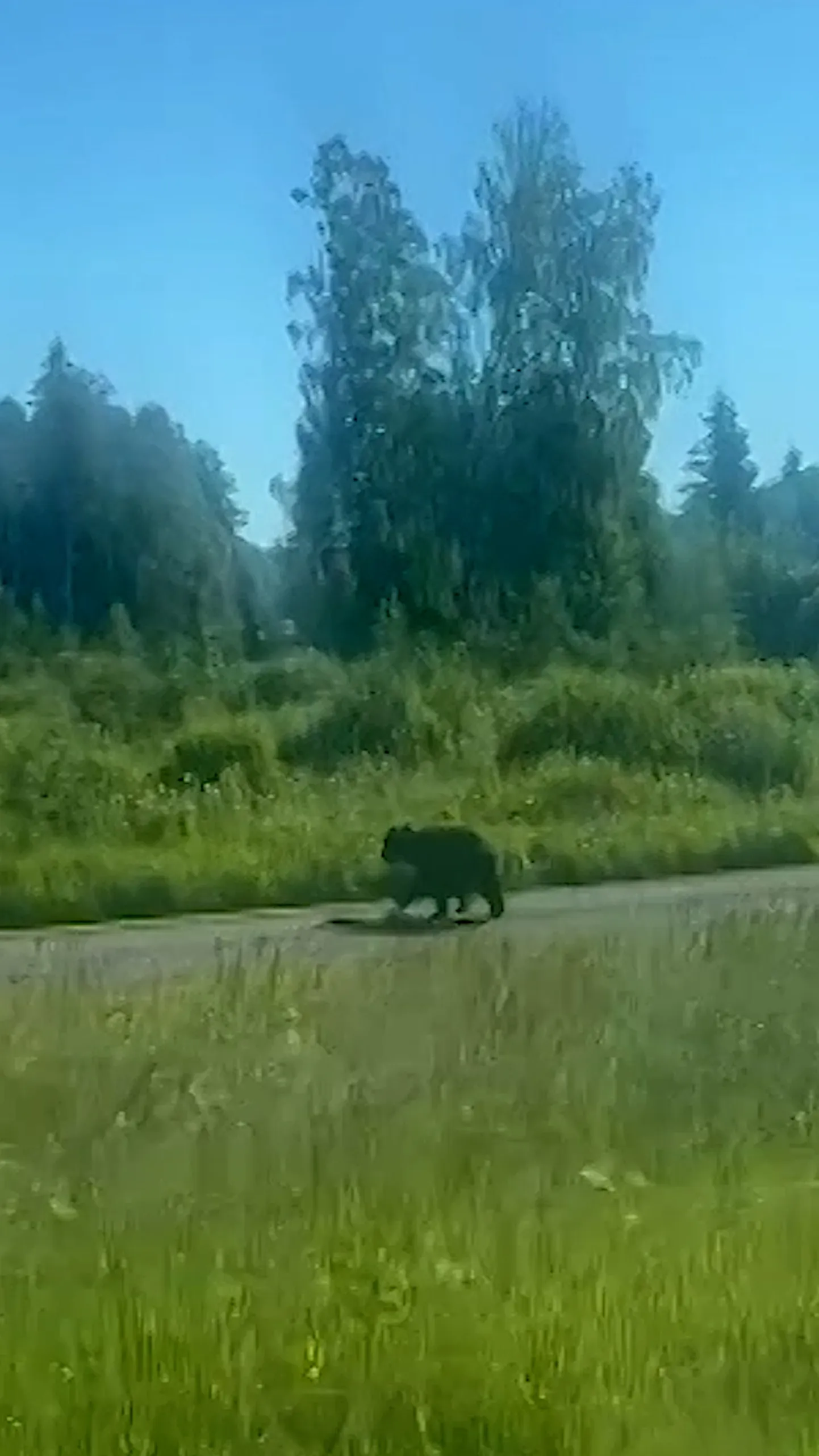 Медведь, попавший под автобус, прихрамывая, убежал в лес.