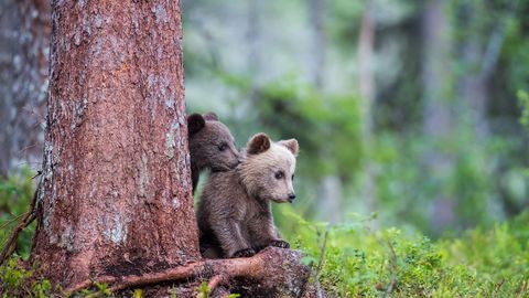 Обеспокоенные жители Ляэне-Вирумаа: в лесу слышен плач осиротевших медвежат