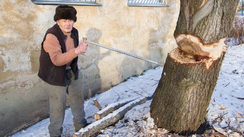 Дед самовольно срубил деревья в Кохтла-Ярве