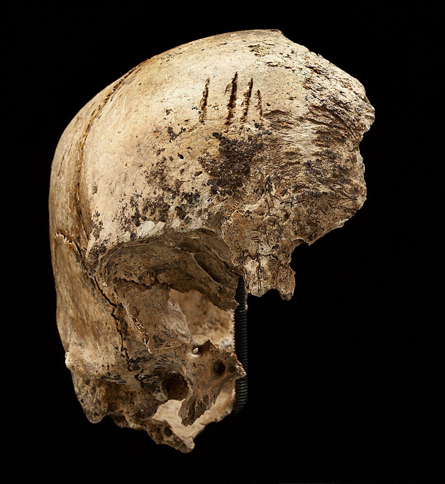 Norra arheoloogid leidsid 8000 aasta vanuse kolju