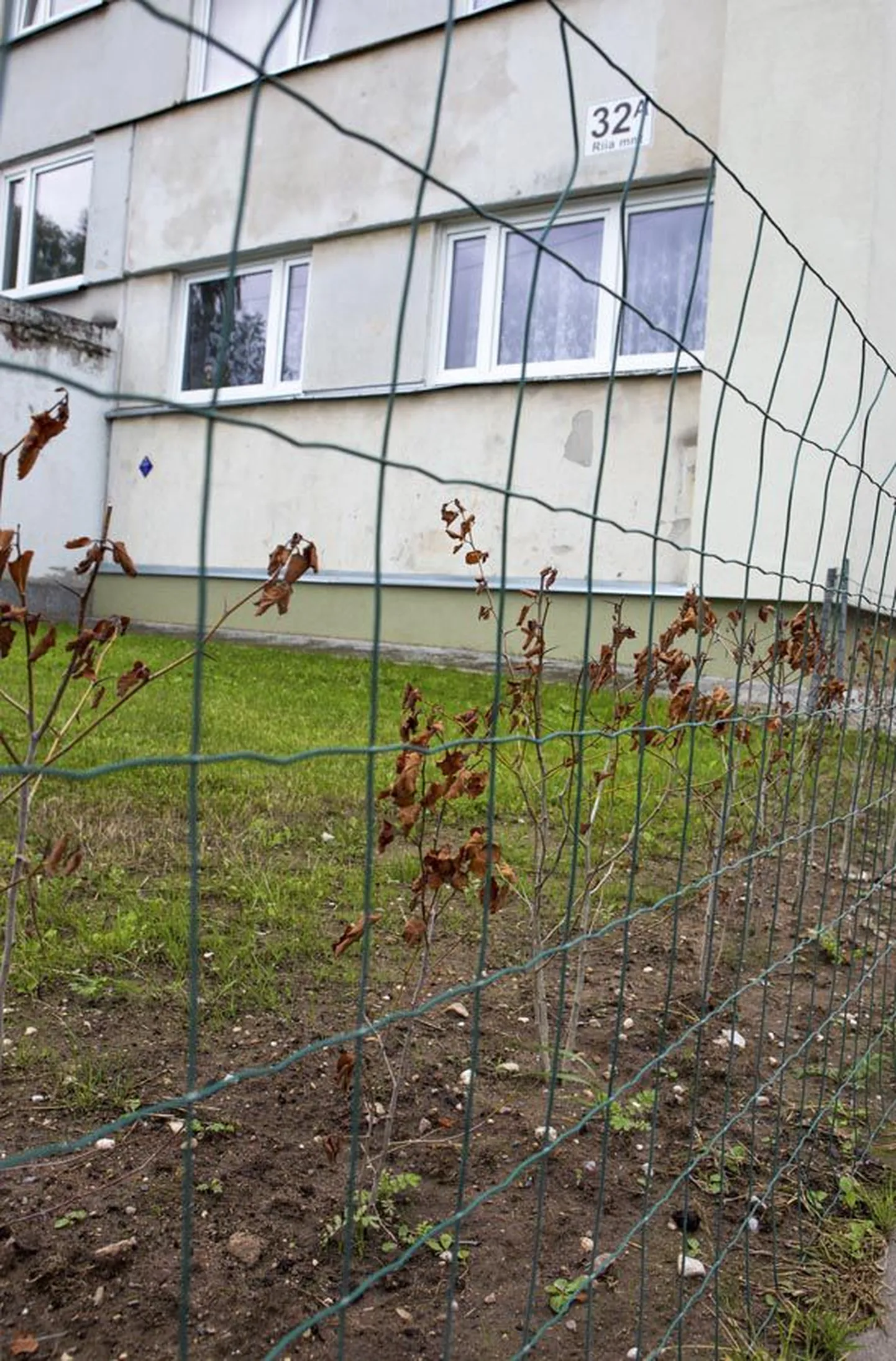 Riia maantee 32a kortermaja juurde istutati viirpuuhekk, mille eesmärk oli kaitsta majaesist muruplatsi, noored taimed aga langesid mürgirünnaku alla.