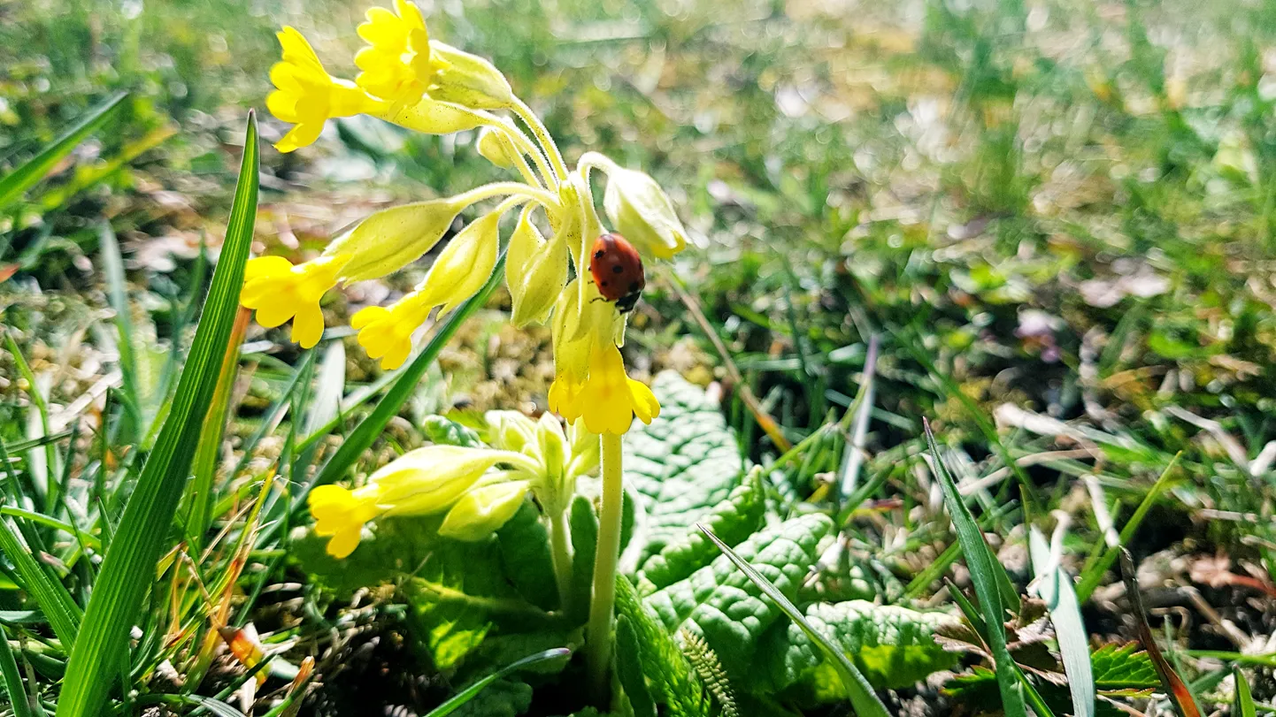 Artikli foto