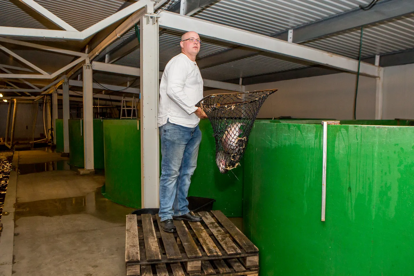 KALAKASVANDUSTE töös hoidmiseks kulub palju elektrienergiat ja need on investeeringumahukad. Fotol tõstab basseinist "punast" välja Kanissaare kalakasvanduse rajaja Priit Lulla.
