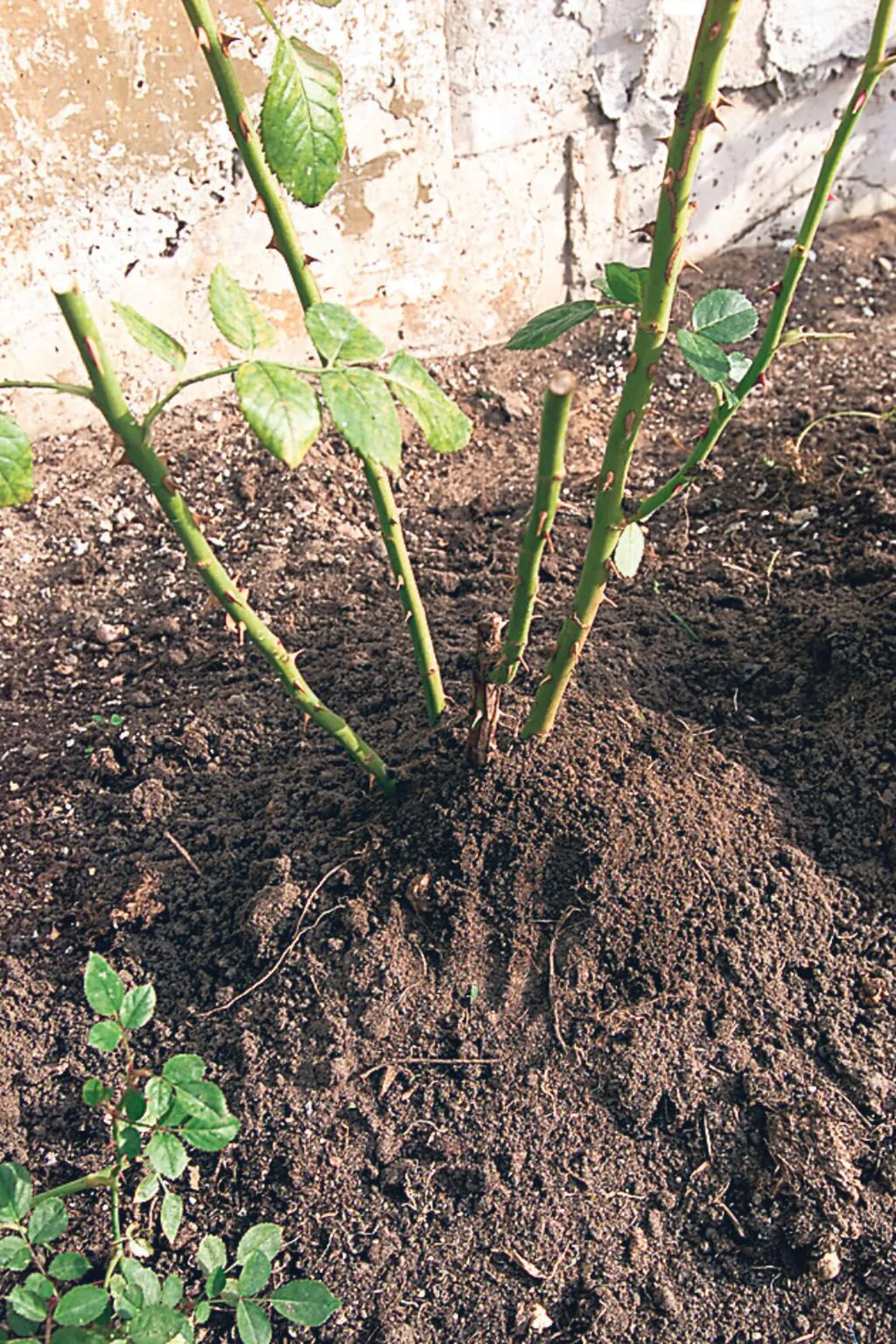 Rooside ümbert tuleb varisenud lehed ära korjata ja juurtele mulda kuhjata.