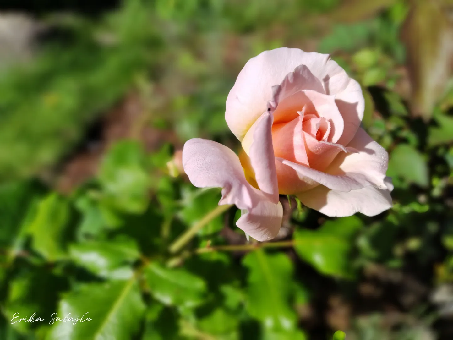 Artikli foto