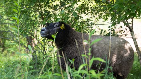 Ujula tänava otsas võtsid muruniiduki töö üle lambad
