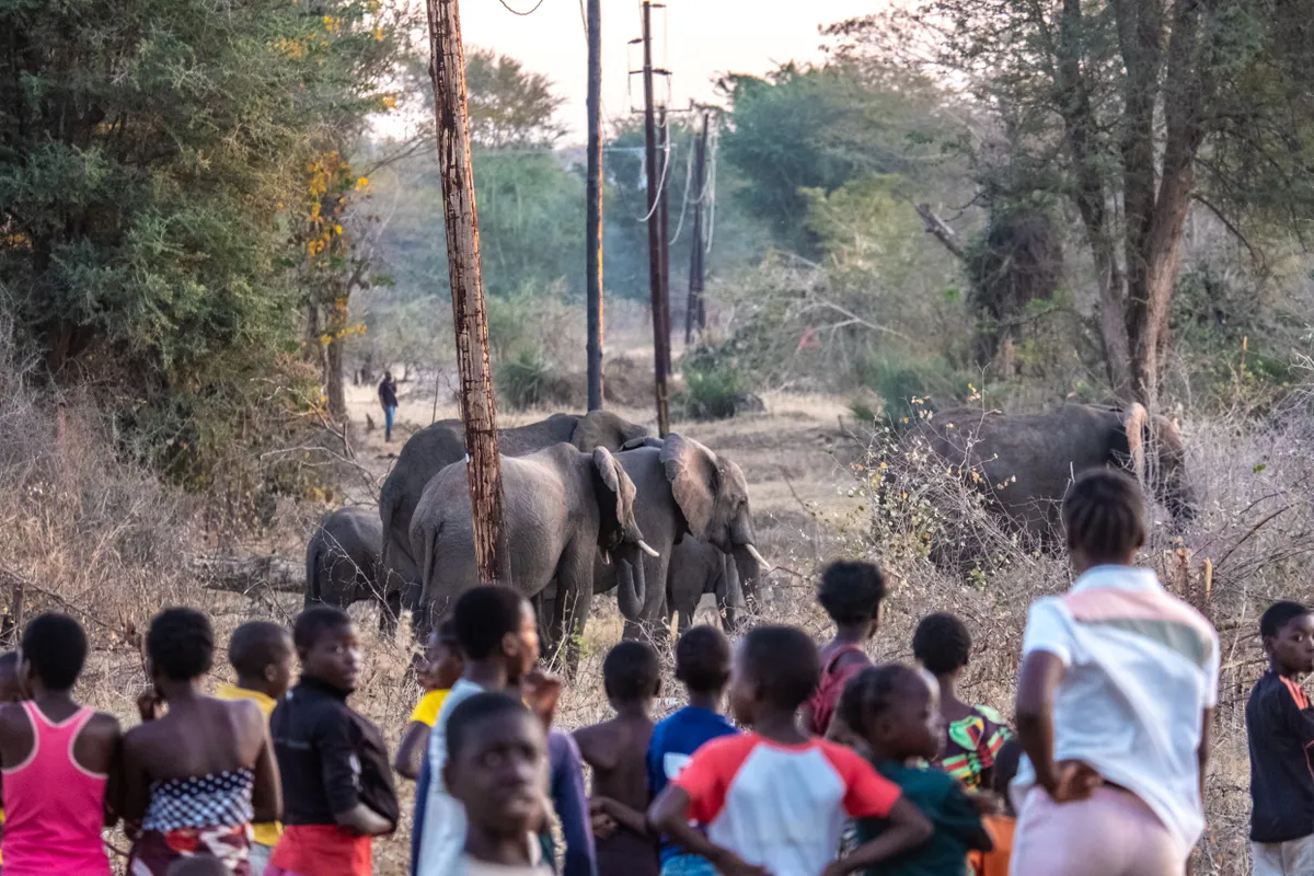 Livingstone'i Linda eeslinna elanikud jälgivad, kuidas elevandikari möödub nende kodude lähedalt. Aafrika, fotolood.