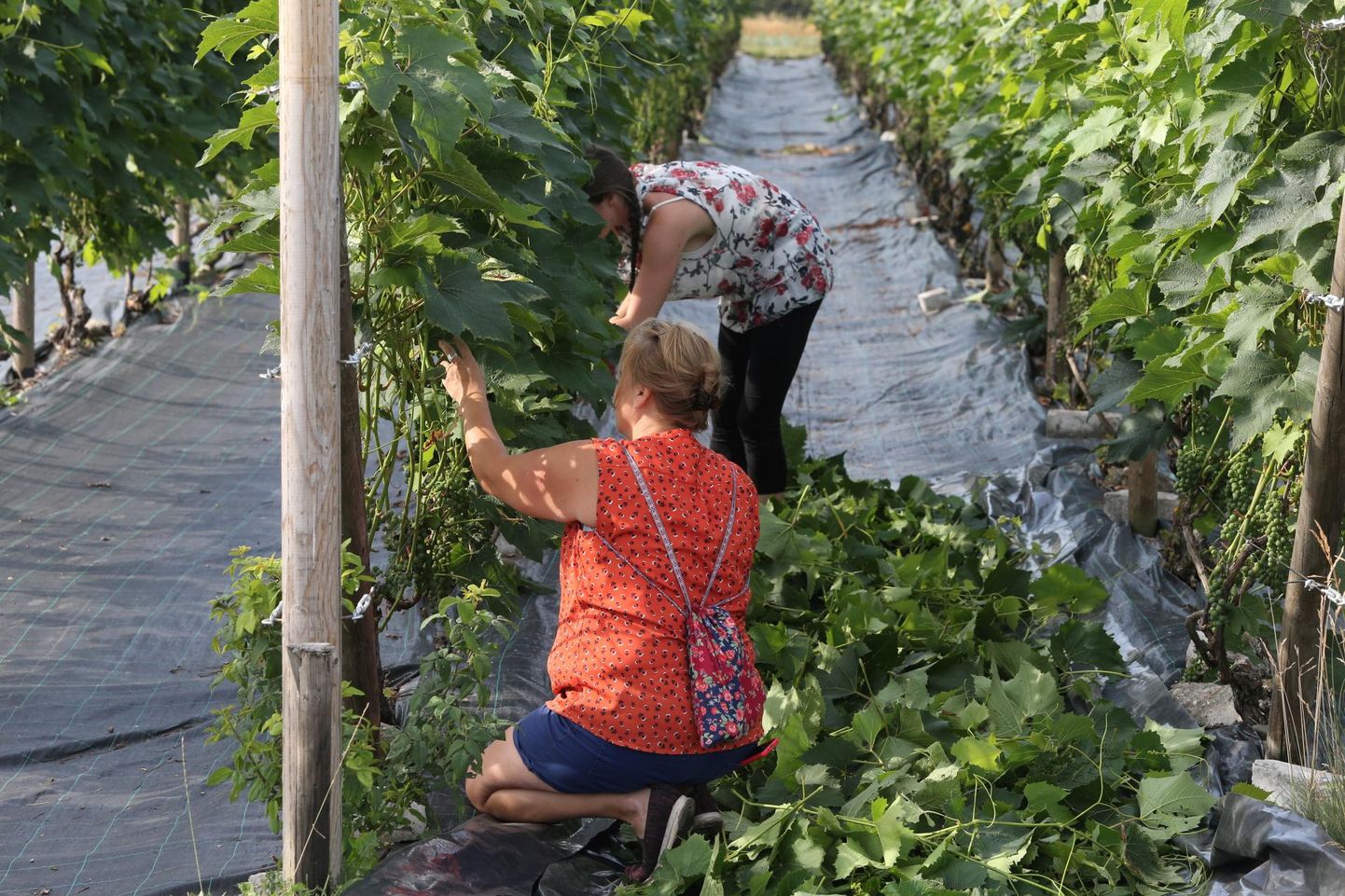Maaülikooli aiandustudengid käivad juuli keskpaigast saati Rõhu kaitseaias pea iga nädal abis viinamarjalehti korjamas. Katse tarvis on lehed juba silohoidlasse viidud, viinapuid tuleb aga marjade küpsemiseks nüüdki lehtedest tühjendada.