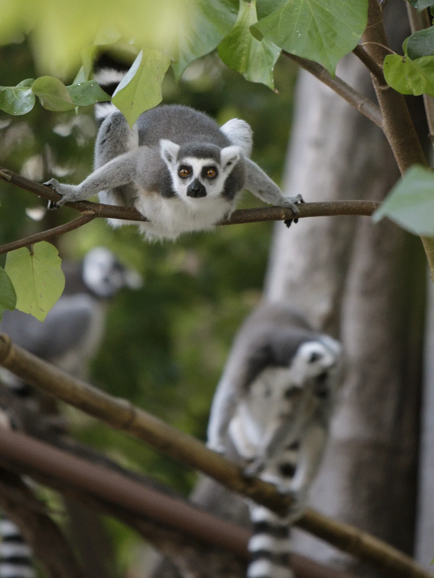 Madagaskari leemurid