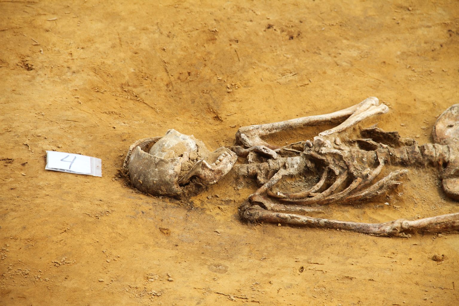Один из скелетов, обнаруженных под улицей Кеск в Силламяэ.