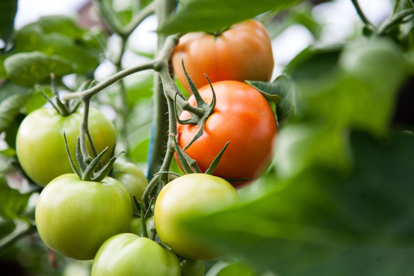 Tomatiseemnest ei pruugi alati sirguda sellised taimed nagu loodeti.