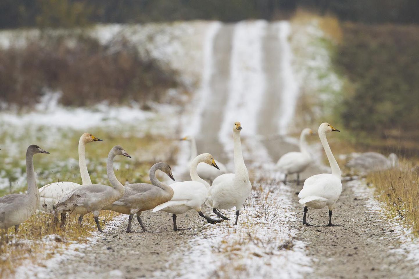 Suur osa laululuikedest rändab esimese lumega Lääne-Euroopasse. Teised jäävad siia, ujuvad jäävabadel jõelõikudel ja käivad soojadel talvedel põldudel. Osa neist on kohalikud linnud, kes on paaril viimasel aastakümnel asunud Eestisse pesitsema.