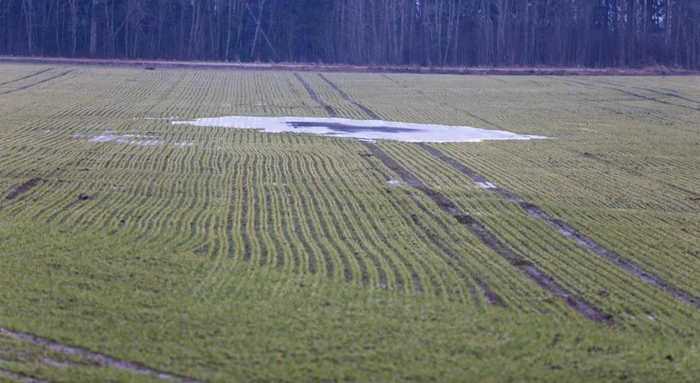 Põldudel valitseb praegu nukker seis. Suured veeloigud leotavad talivilja ning sula ja külma vaheldumine tekitab külmakergitust.