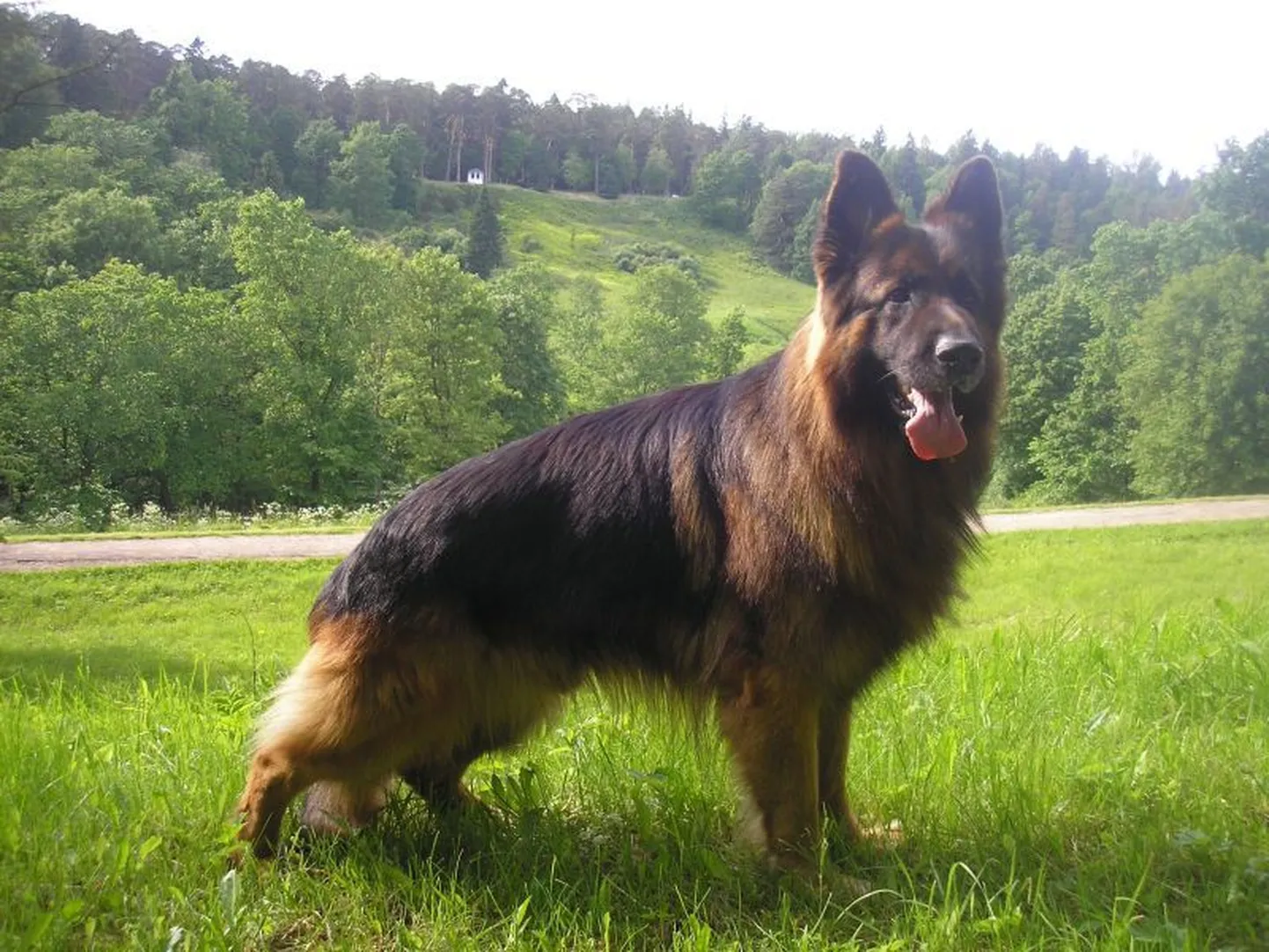 Koer Eros
