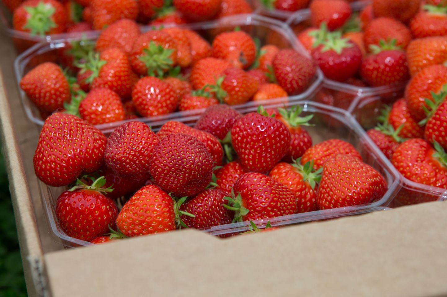 AranFarmingu maasikad lähevad kaubaks nii turul kui Eesti suuremates jaekettides.