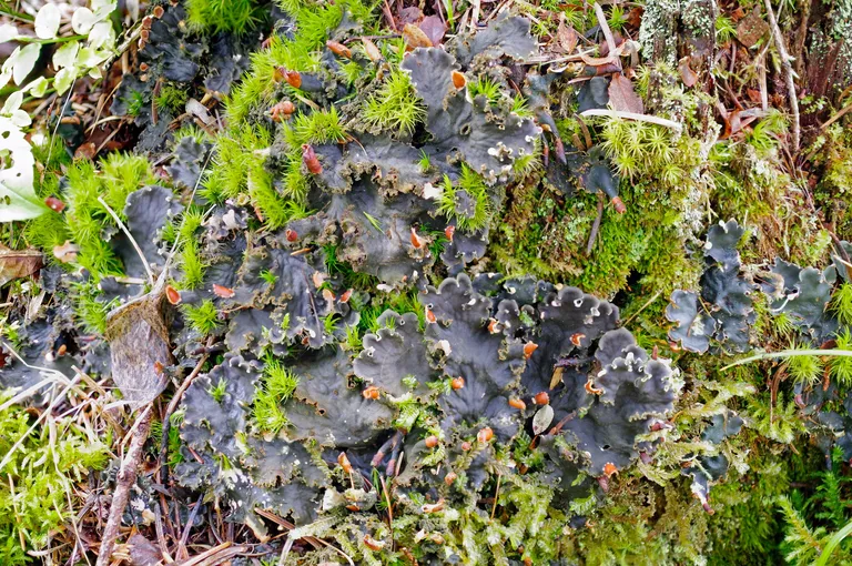 Kilpsamblik (Peltigera praetextata) ja sammal.