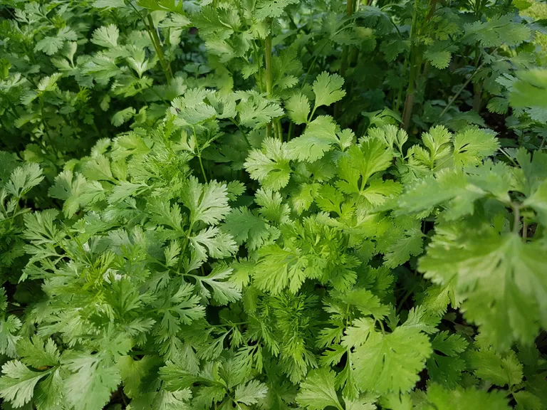 Koriander, Coriandrum sativum
