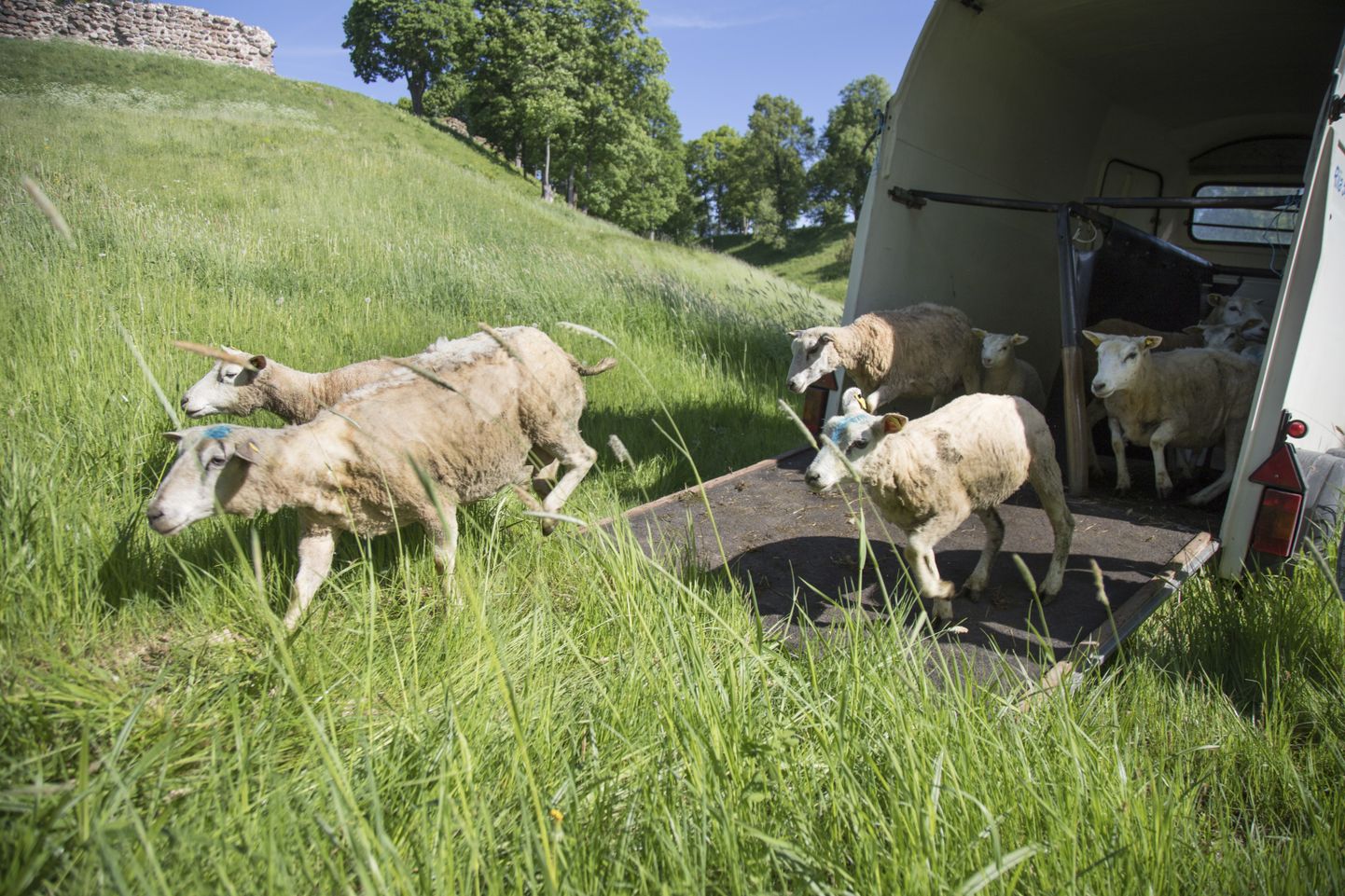 Eile hommikul jõudsid lambad Viljandi lossimägedesse.