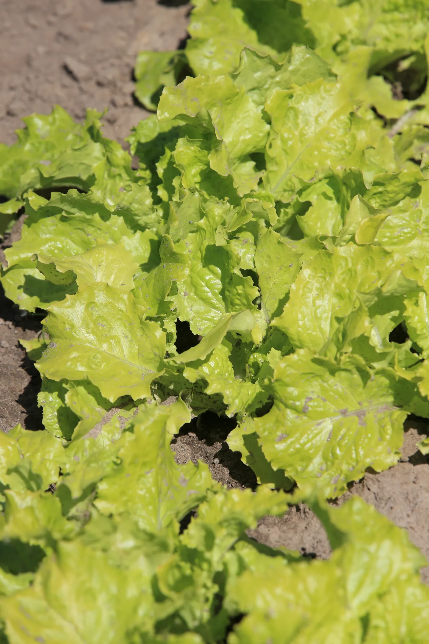 Lehtsalat peenras