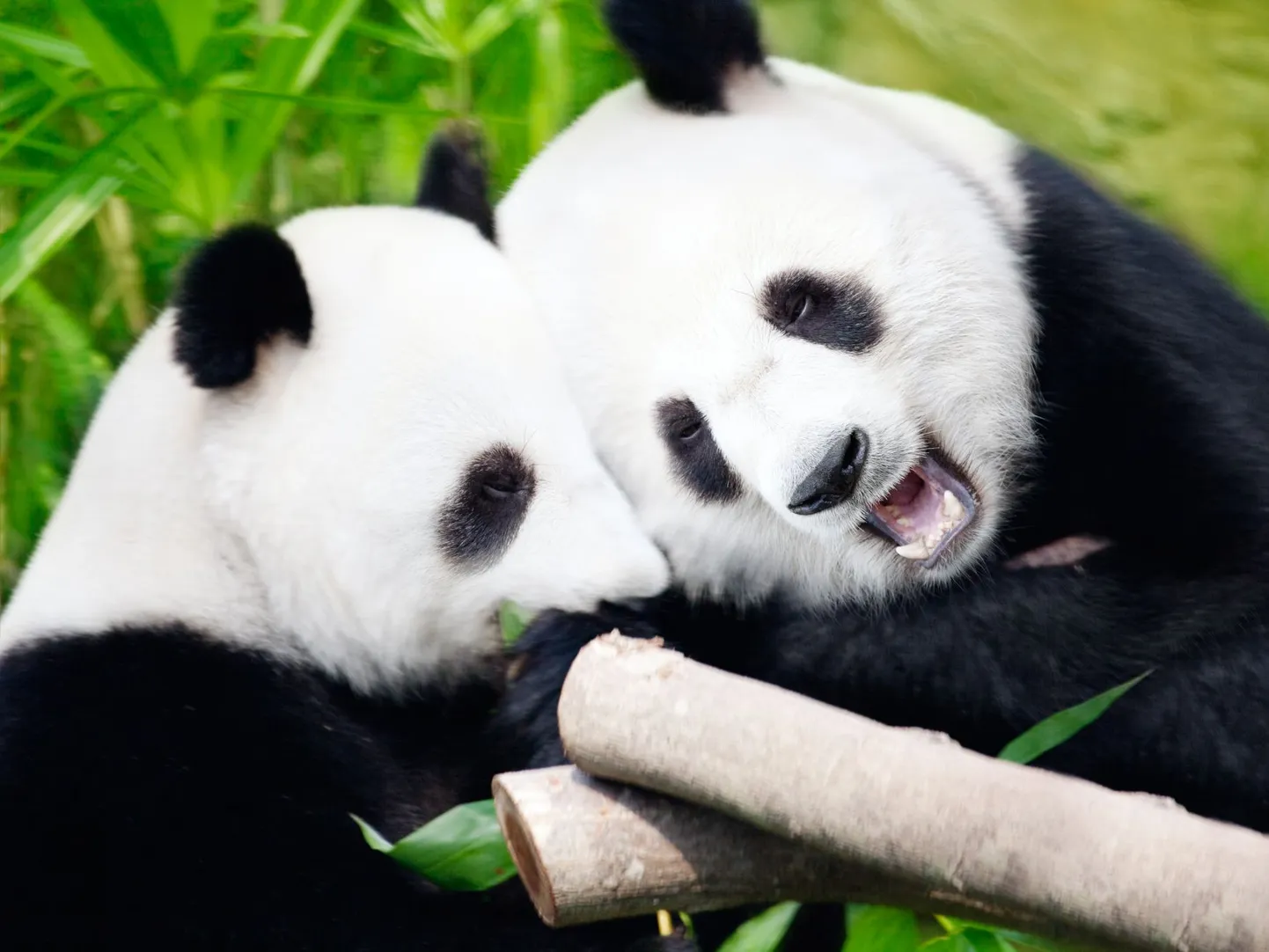 Pandad