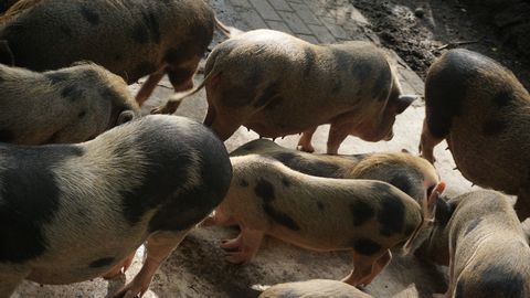 Āfrikas cūku mēris Eiropas Savienībā atkal uzņem apgriezienus