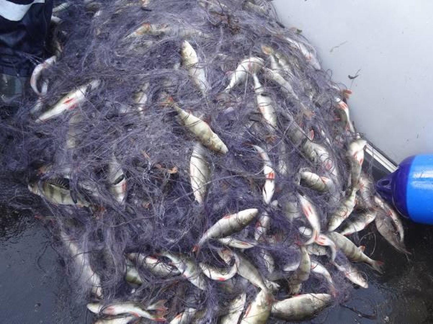 Нарушая правила рыболовства Калле Умб нанес ущерб почти на 18 000 евро.