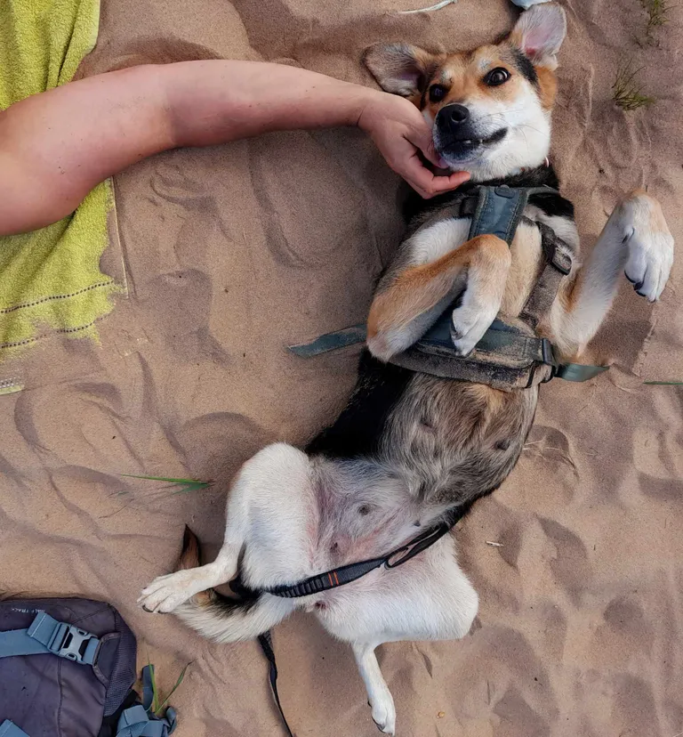 Türgist päästetud koer Mama naudib oma uut elu Eestis Kauksi rannas oma isikliku inim-silitajaga.