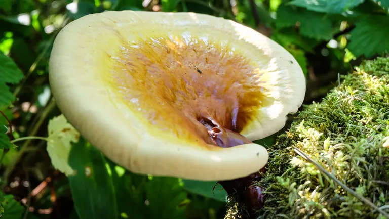 Läänemaa metsast leitud reishi.