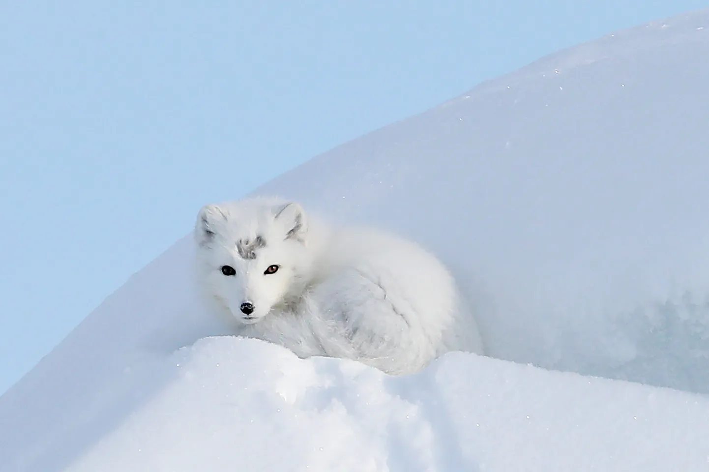 Pildil polaarrebane ehk jäärebane (Vulpes lagopus).