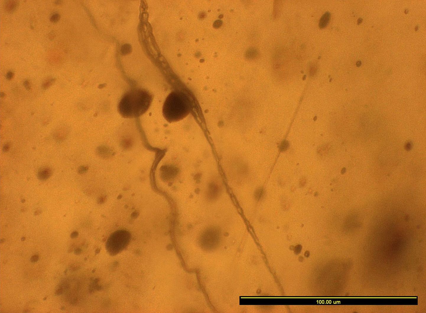 140 miljoni aasta vanusest merevaigust leitud ämblikuvõrk või olla maailma vanim