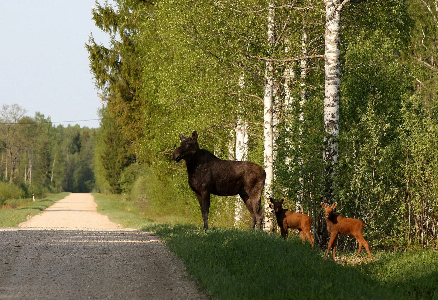 Põdrapere.
