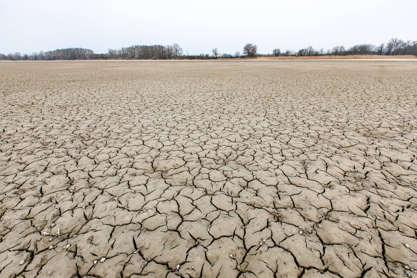 Talvise põuaperioodi tõttu täielikult ära kuivanud tiik Dombesis 3. märtsil 2023.