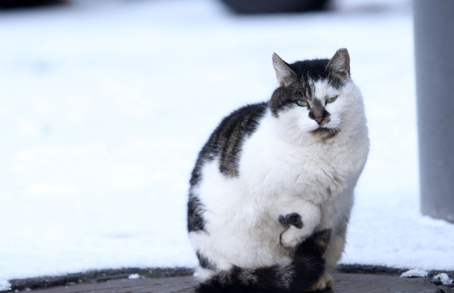Кот зимой. Иллюстративное фото