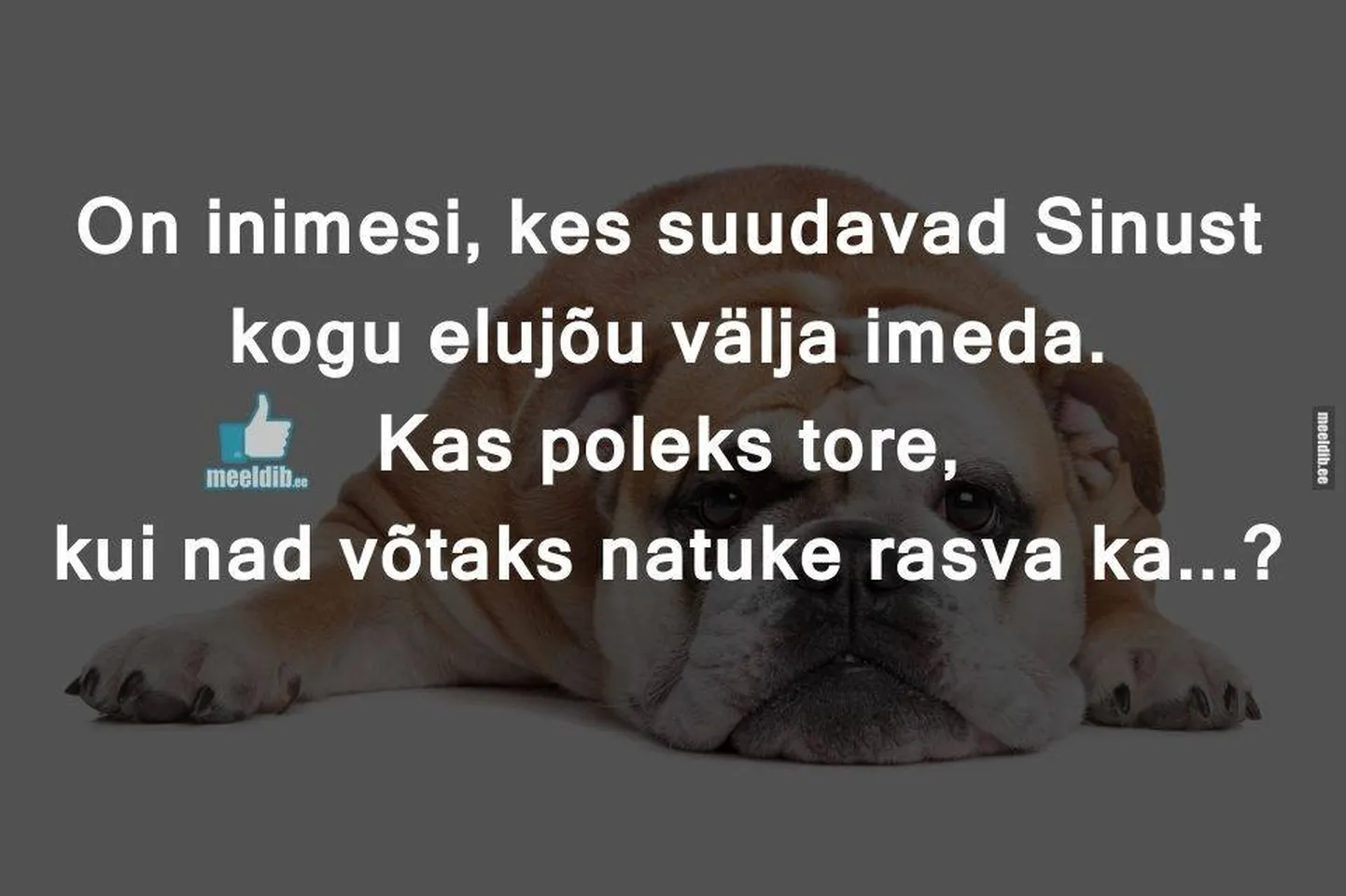 Artikli foto
