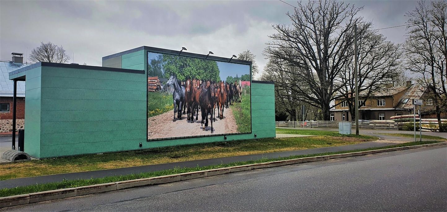 Tori bussijaama kaunistab sellest nädalast 4x7 meetri suurune fotopannoo Tori hobustest.