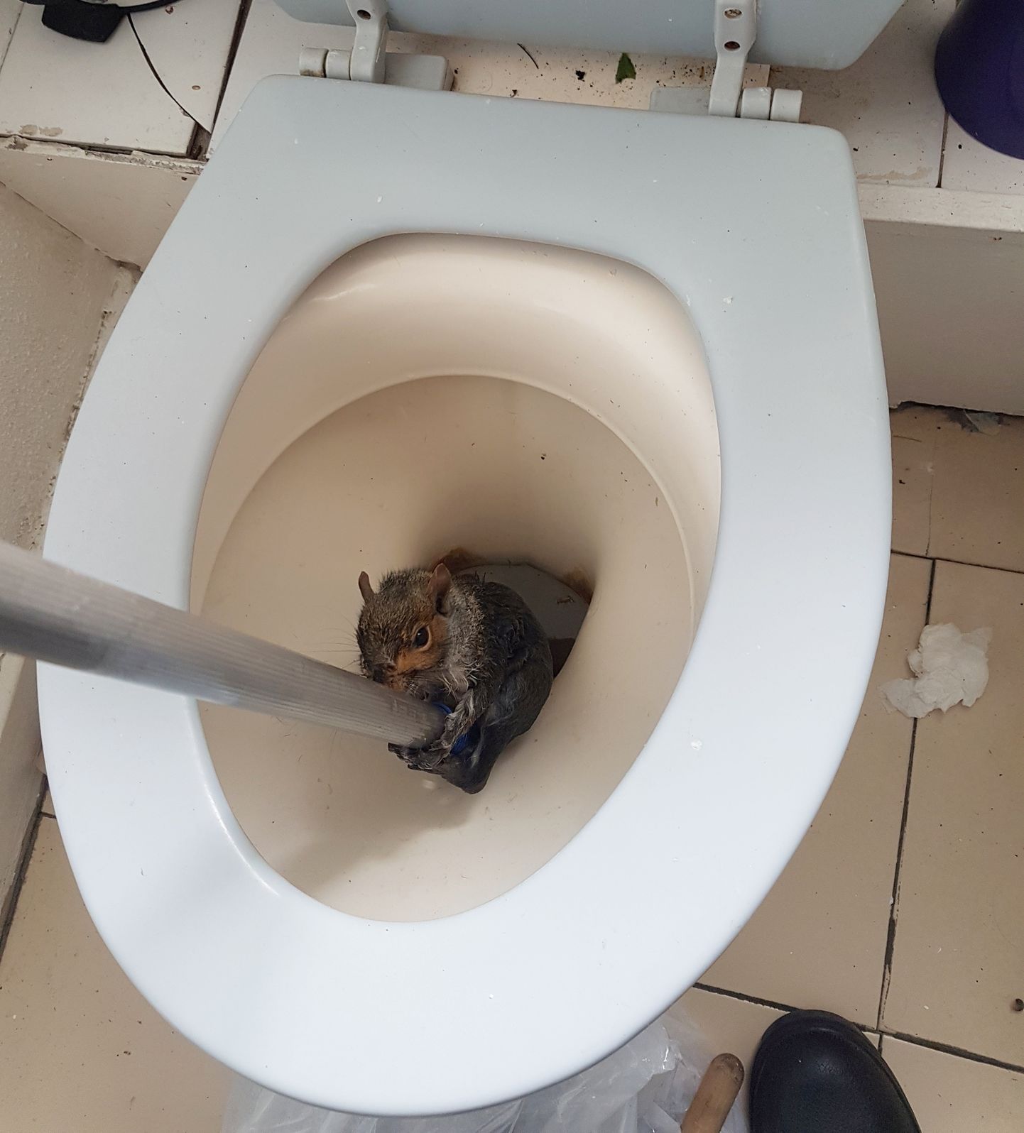 Kuidas orav tualetipotti sattus, on mõistatus.