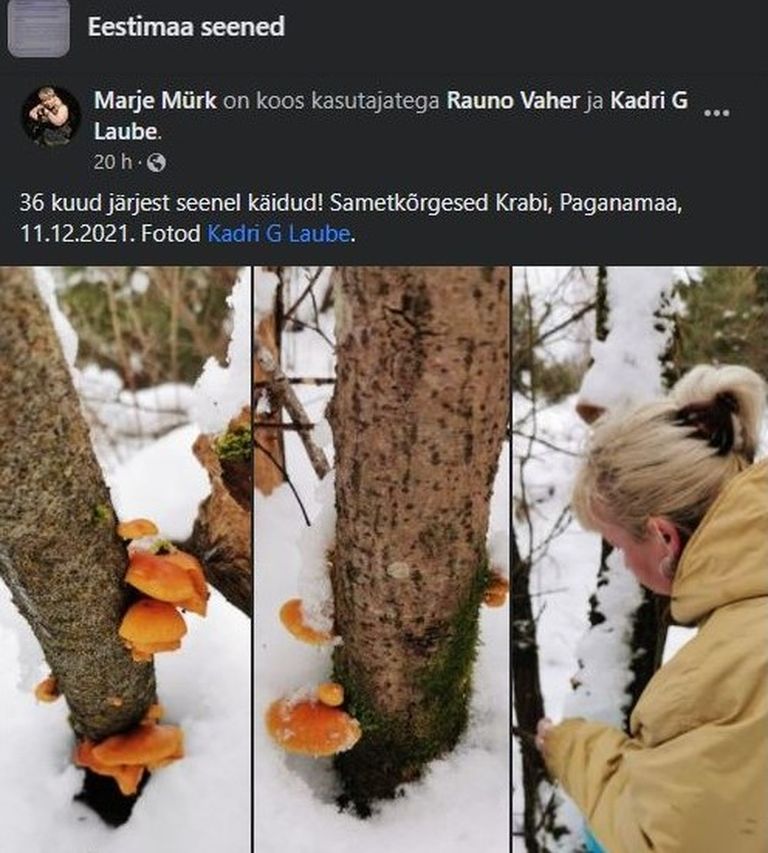 Марье Мюрк на протяжении трех лет каждый месяц собирает в эстонских лесах грибы. 