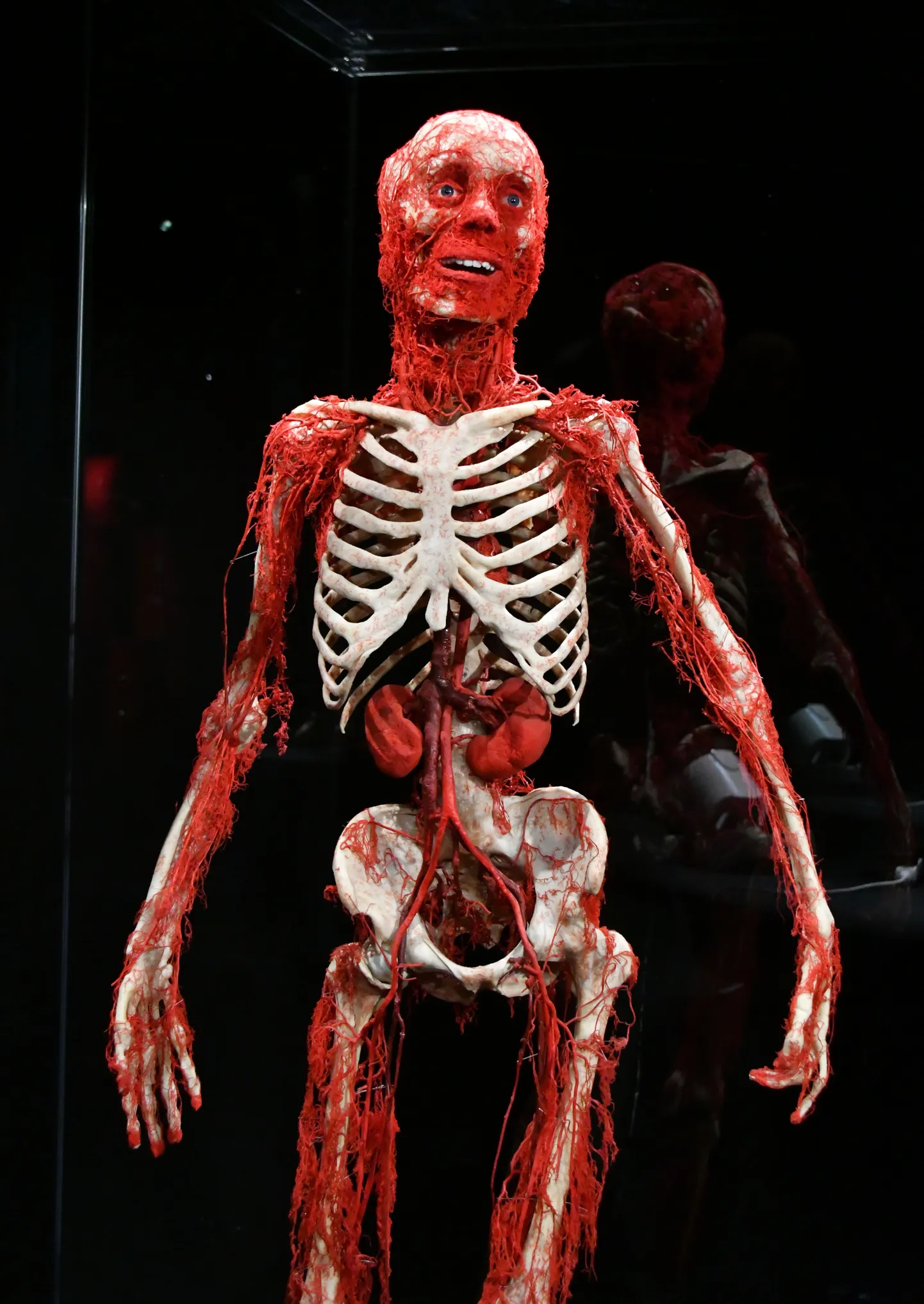 Bodyworlds näitus.