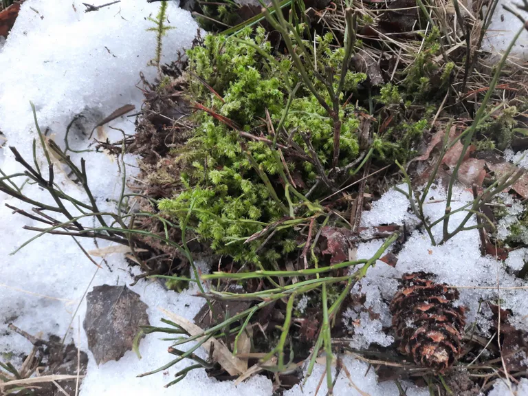 Lume alt välja sulavad mustika­varred sobivad hästi diabeetikule tervist turgutavaks teeks.