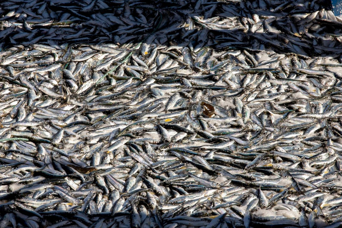 Eestis enim tarbitavad merekala liigid on sööjaile ohutud.