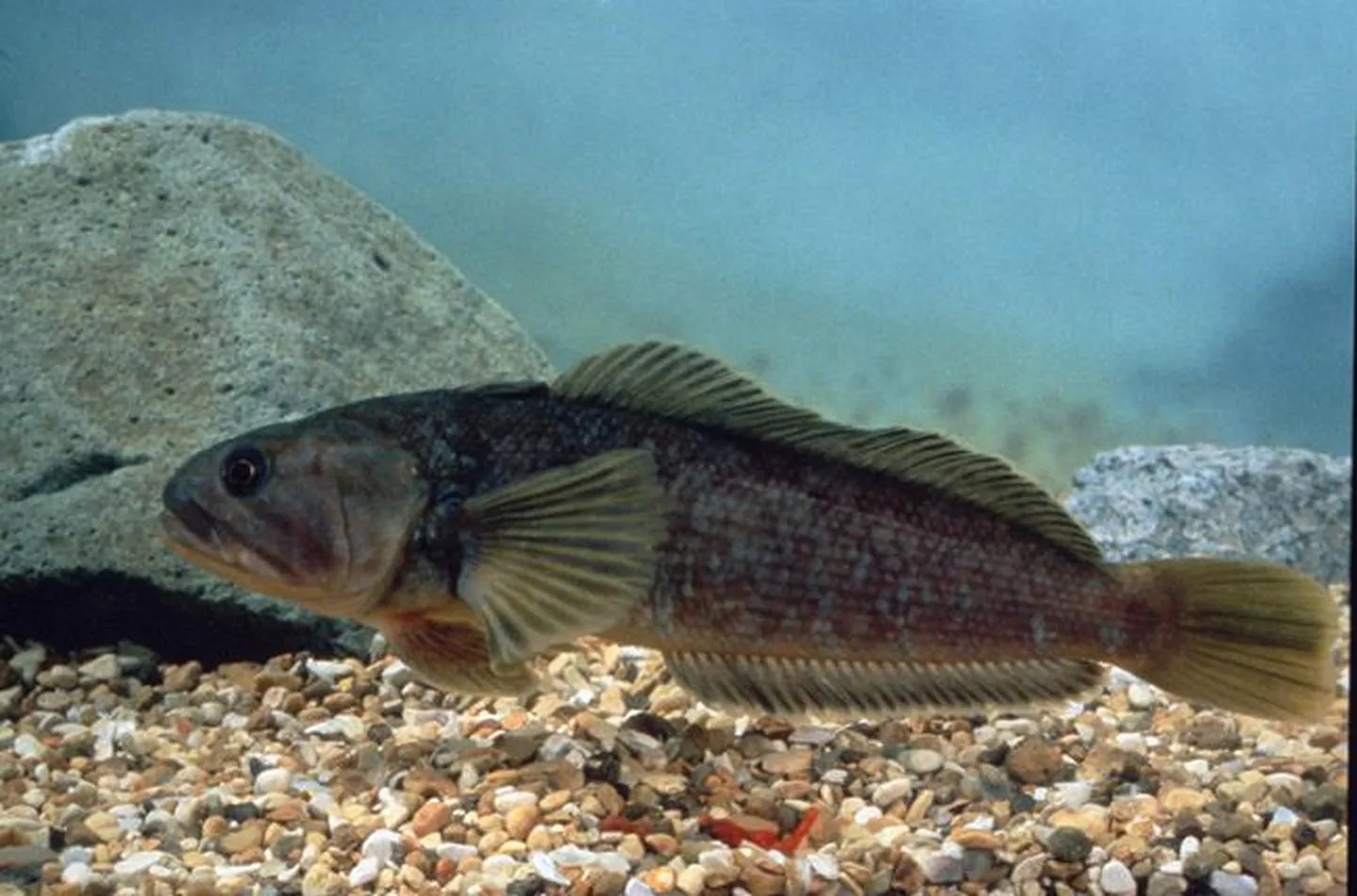 Nototeenia