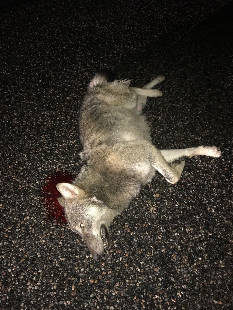 На Хийумаа волк погиб под колесами машины.