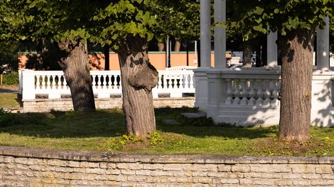 GALERII ⟩ Luigetiigi saare vanad ja haiged puud asendatakse uutega