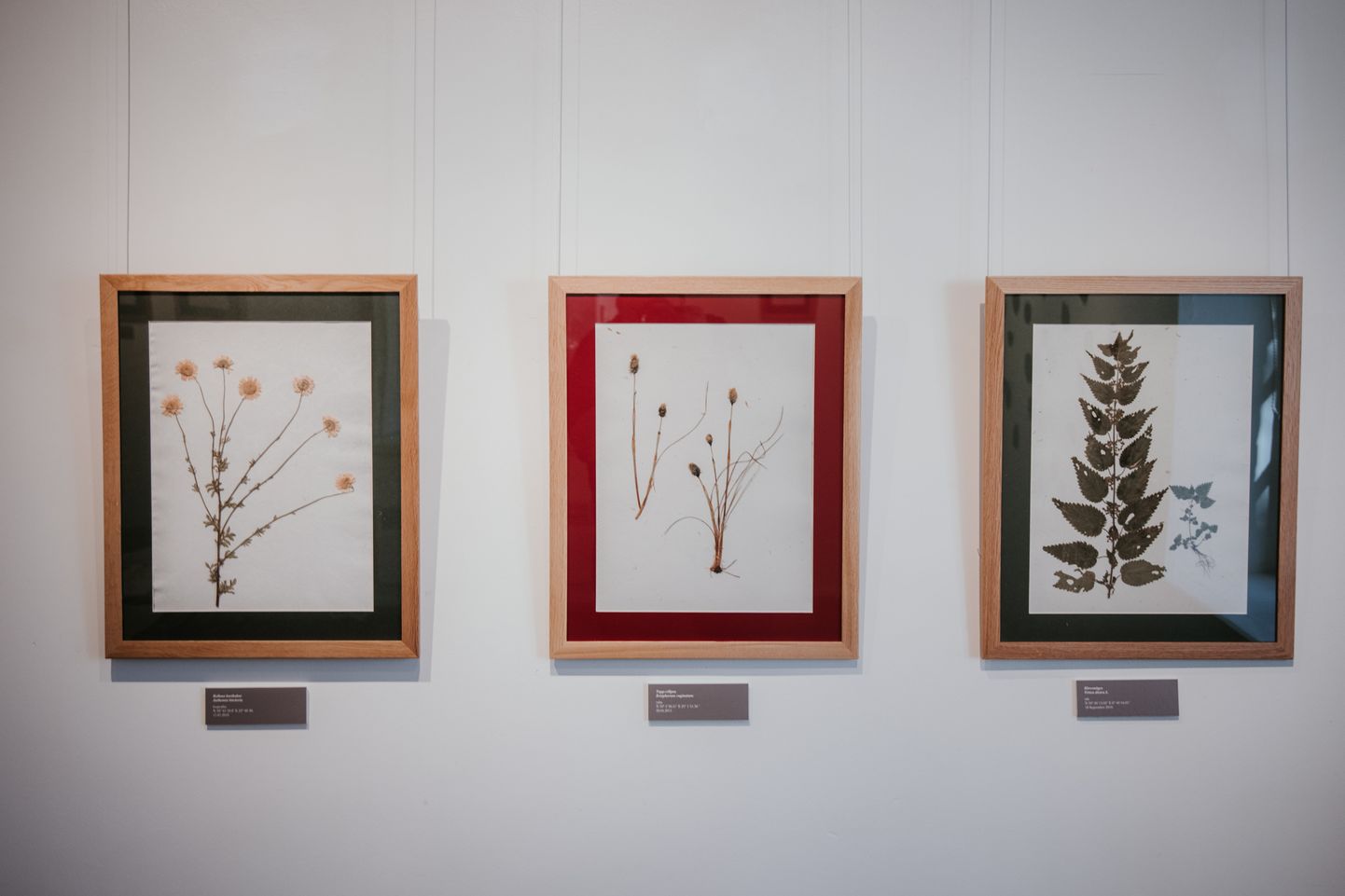 Kondase keskuses on botaanik Silja Pihelgase herbaarlehed, kunstnik Mae Kivilo taimejäljendid ja Viljandi muuseumi vanad herbaariumid.