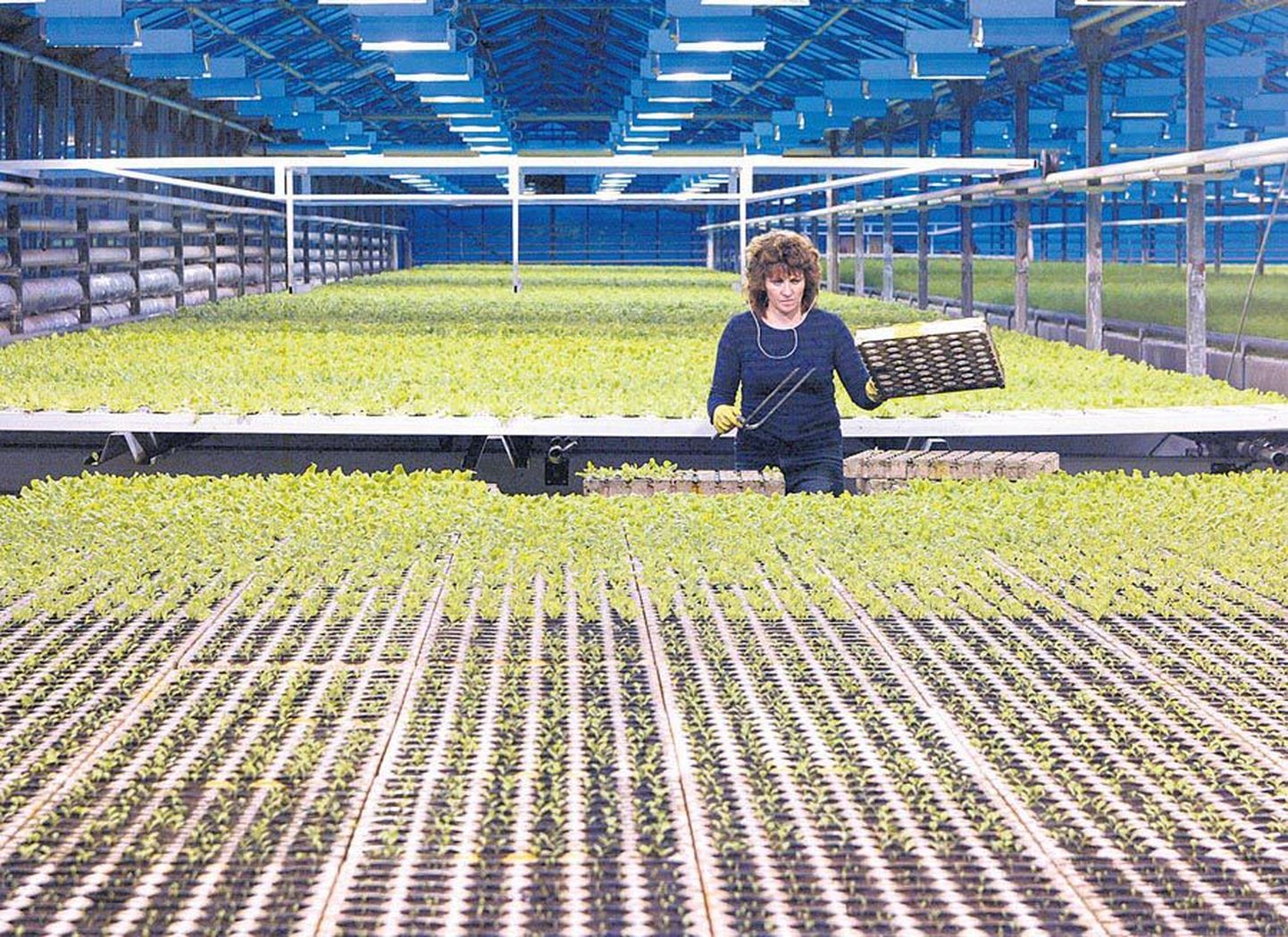 Grüne Fee Eesti töötaja Maarika Tiimann toimetab ühes ettevõtte neljast kasvuhoonest.