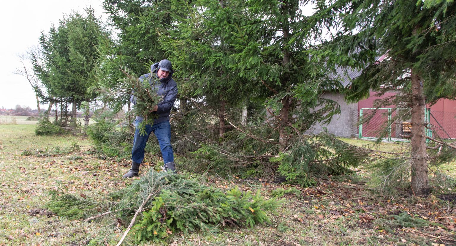 Teist sügist järjest korjab Olev Uustal oma aia tagant kokku hunnikute viisi kuuseoksi, mida veisekari on puude küljest maha räsinud.